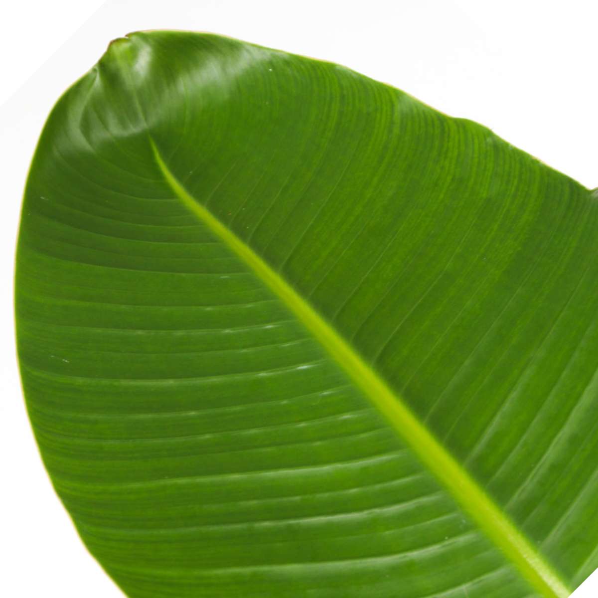 Florastore Giant Bird Of Paradise - 2 Pcs. - Strelitzia Nicolai - Height 55-70Cm - ⌀17Cm
