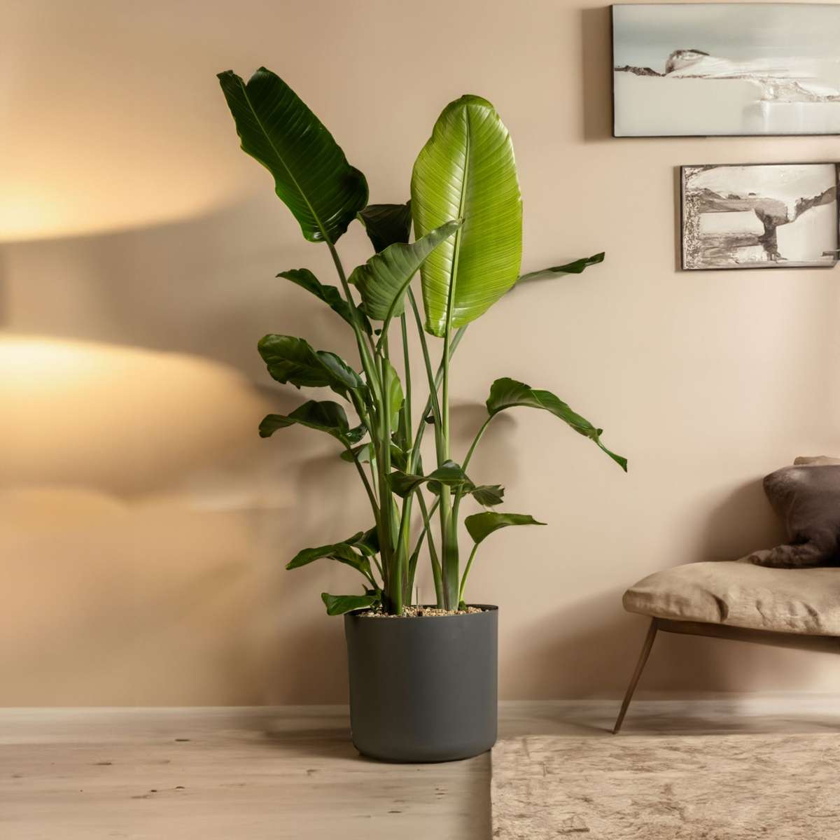 Florastore Giant Bird Of Paradise - 2 Pcs. - Strelitzia Nicolai - Height 55-70Cm - ⌀17Cm