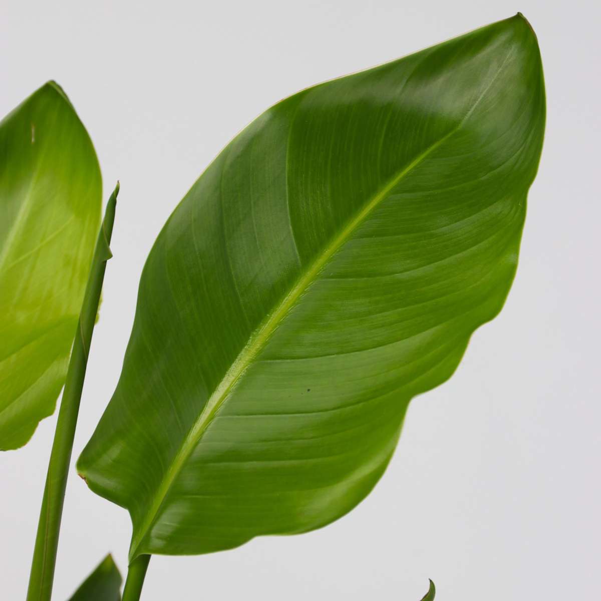 Florastore Giant Bird Of Paradise - 2 Pcs. - Strelitzia Nicolai - Height 55-70Cm - ⌀17Cm