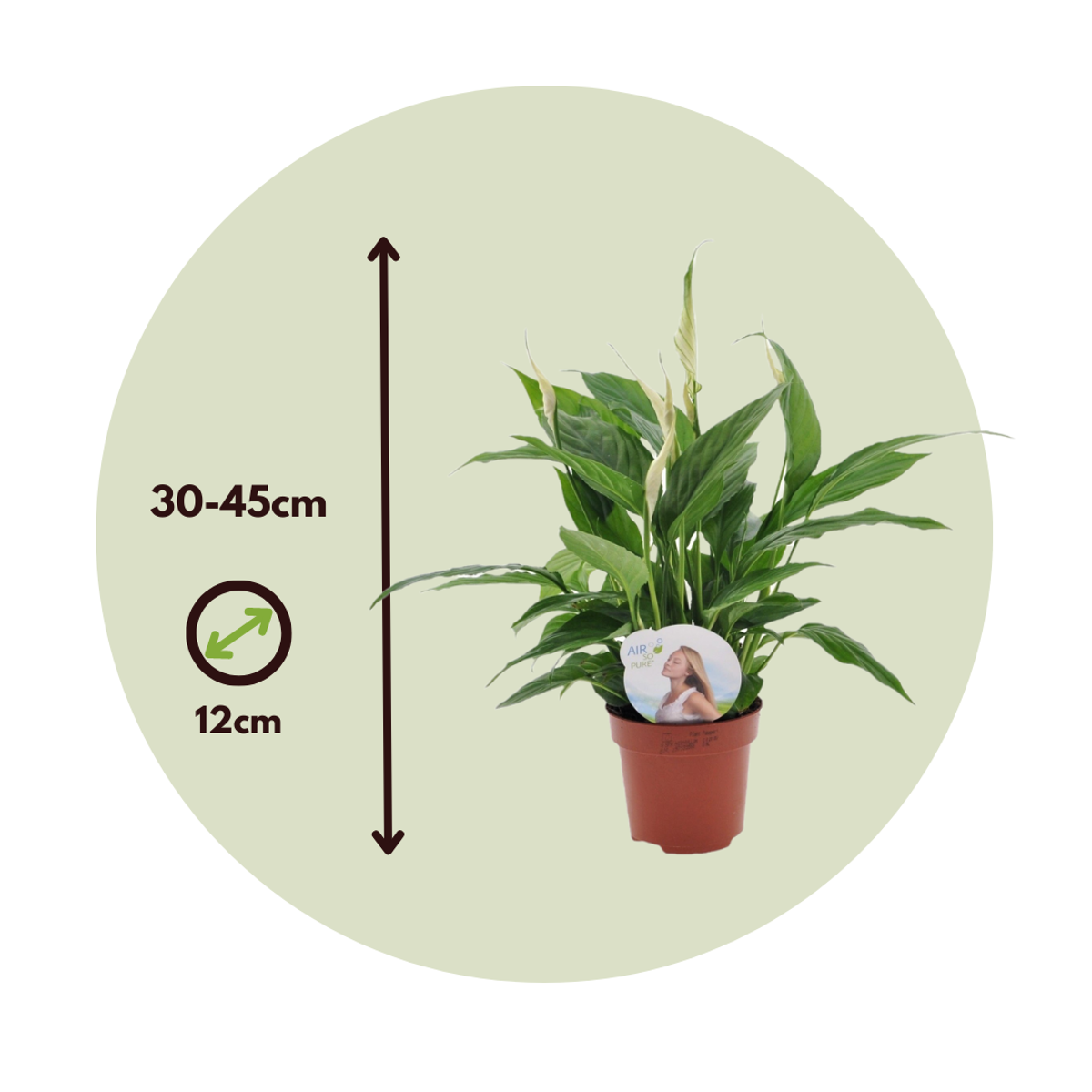 Florastore Peace Lilly - 6 Pcs. - Spathiphyllum 'Torelli' - Height 30-45Cm - ⌀12Cm