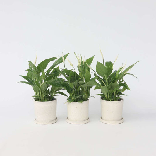 Florastore Peace Lilly - 3 Pcs. - Spathiphyllum 'Torelli' - Height 30-45Cm - ⌀12Cm
