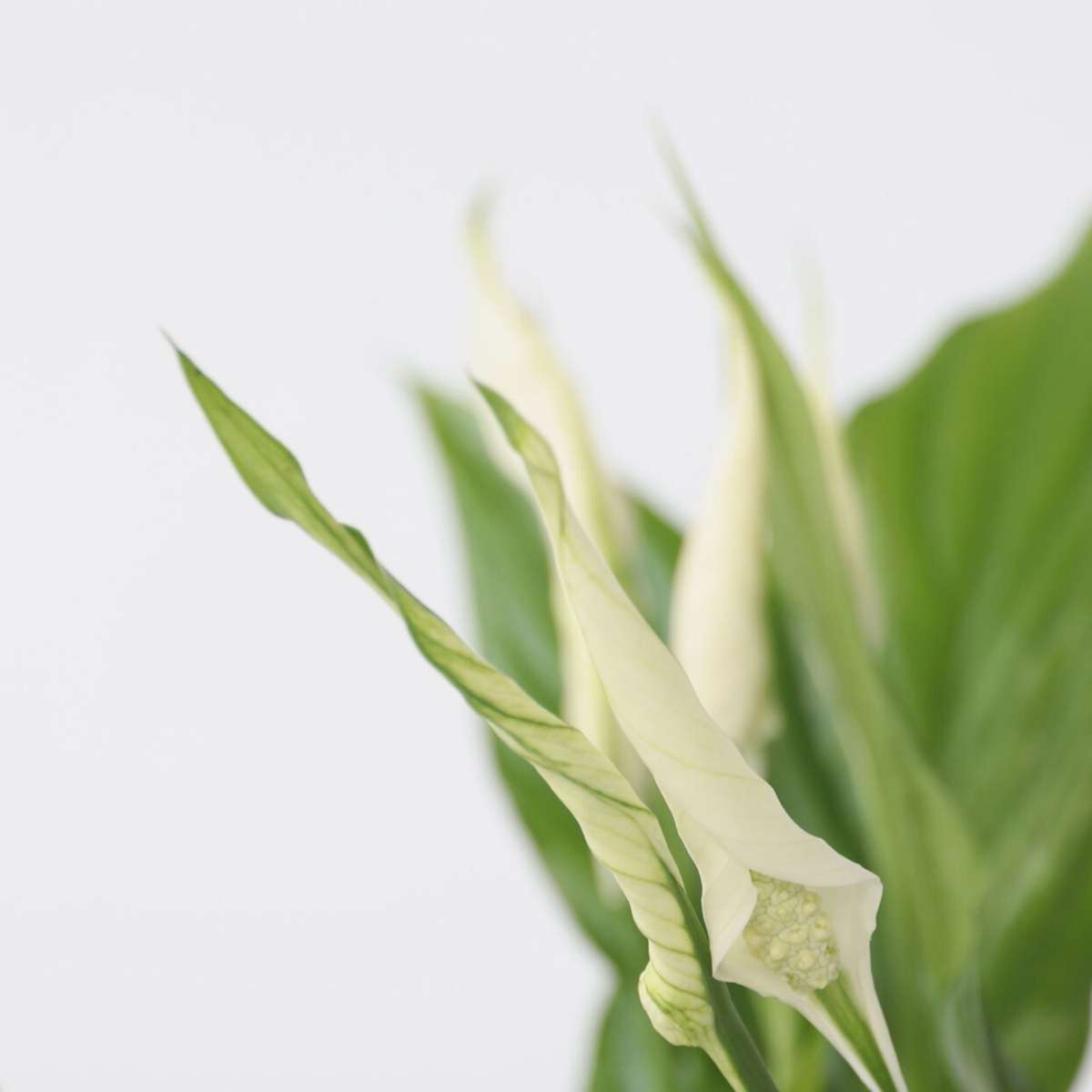 Florastore Peace Lilly - 3 Pcs. - Spathiphyllum 'Torelli' - Height 30-45Cm - ⌀12Cm