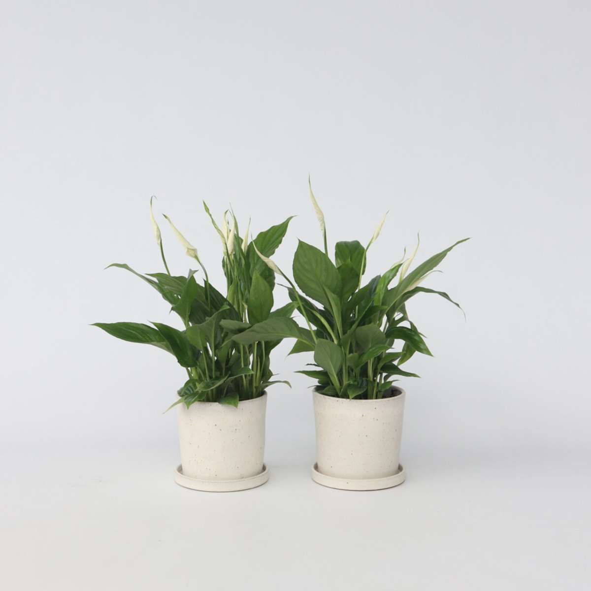 Florastore Peace Lilly - 2 Pcs. - Spathiphyllum 'Torelli' - Height 30-45Cm - ⌀12Cm
