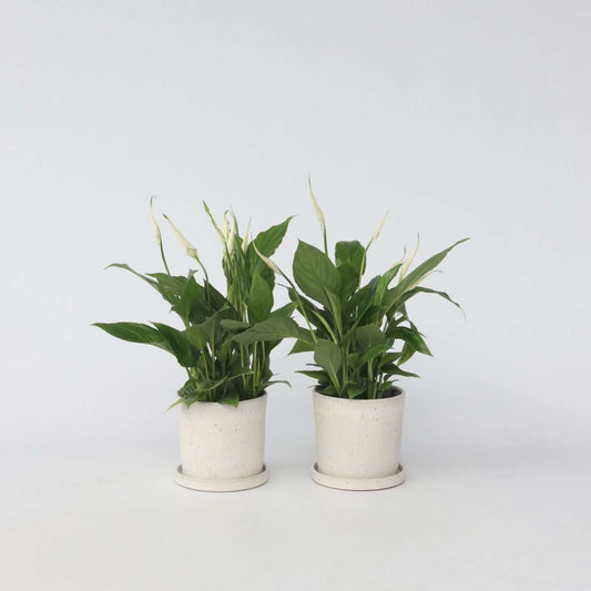 Florastore Peace Lilly - 2 Pcs. - Spathiphyllum 'Torelli' - Height 30-45Cm - ⌀12Cm