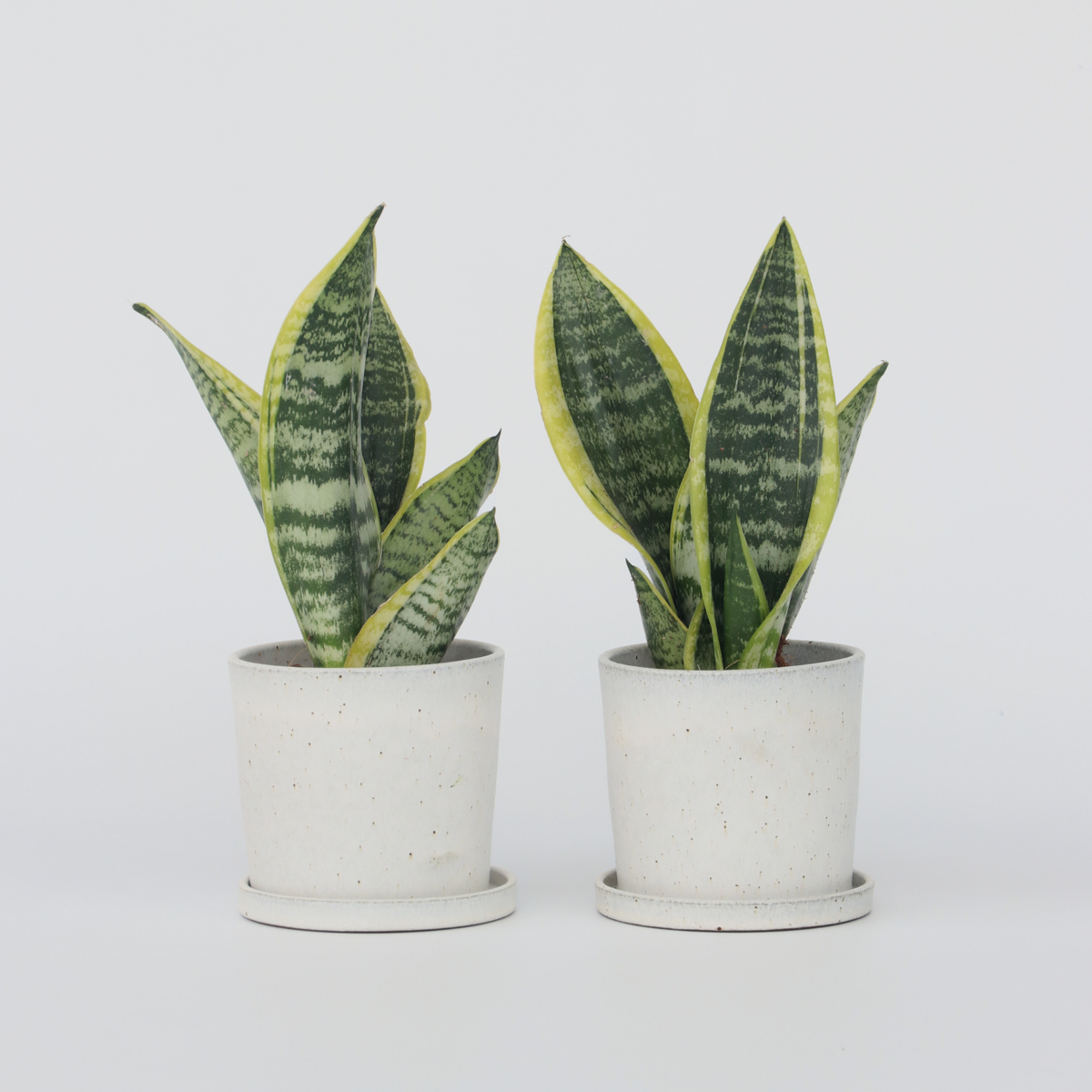 Florastore Snake Plant - 2 Pcs. - Sansevieria 'Futura Superba' - Height 35-40Cm - ⌀12Cm