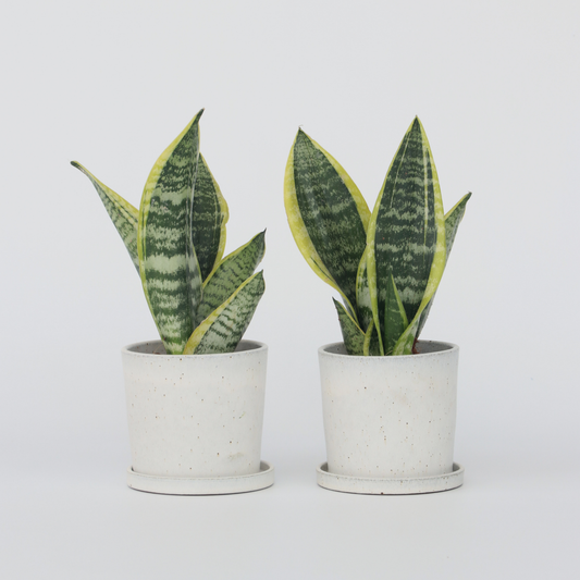 Florastore Snake Plant - 2 Pcs. - Sansevieria 'Futura Superba' - Height 35-40Cm - ⌀12Cm