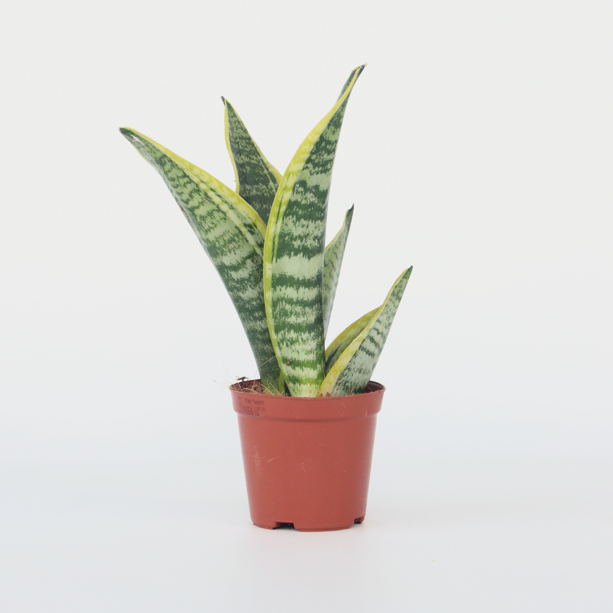 Florastore Snake Plant - Sanseviera Trifasciata 'Futura Superba' - Height 35-40Cm - ⌀12Cm