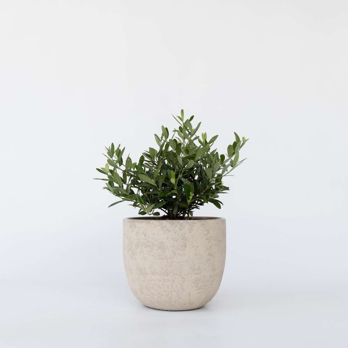 Florastore Common Olive In Scale - Olea Europaea - Height 30-40Cm - ⌀21Cm