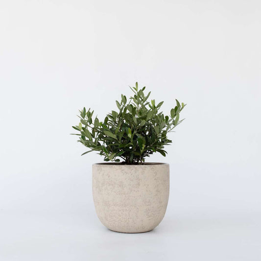 Florastore Common Olive In Scale - Olea Europaea - Height 30-40Cm - ⌀21Cm