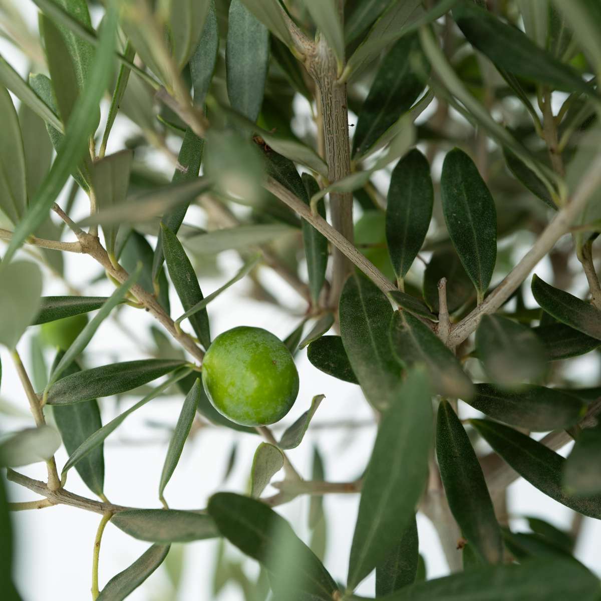 Florastore Common Olive In Scale - Olea Europaea - Height 30-40Cm - ⌀21Cm