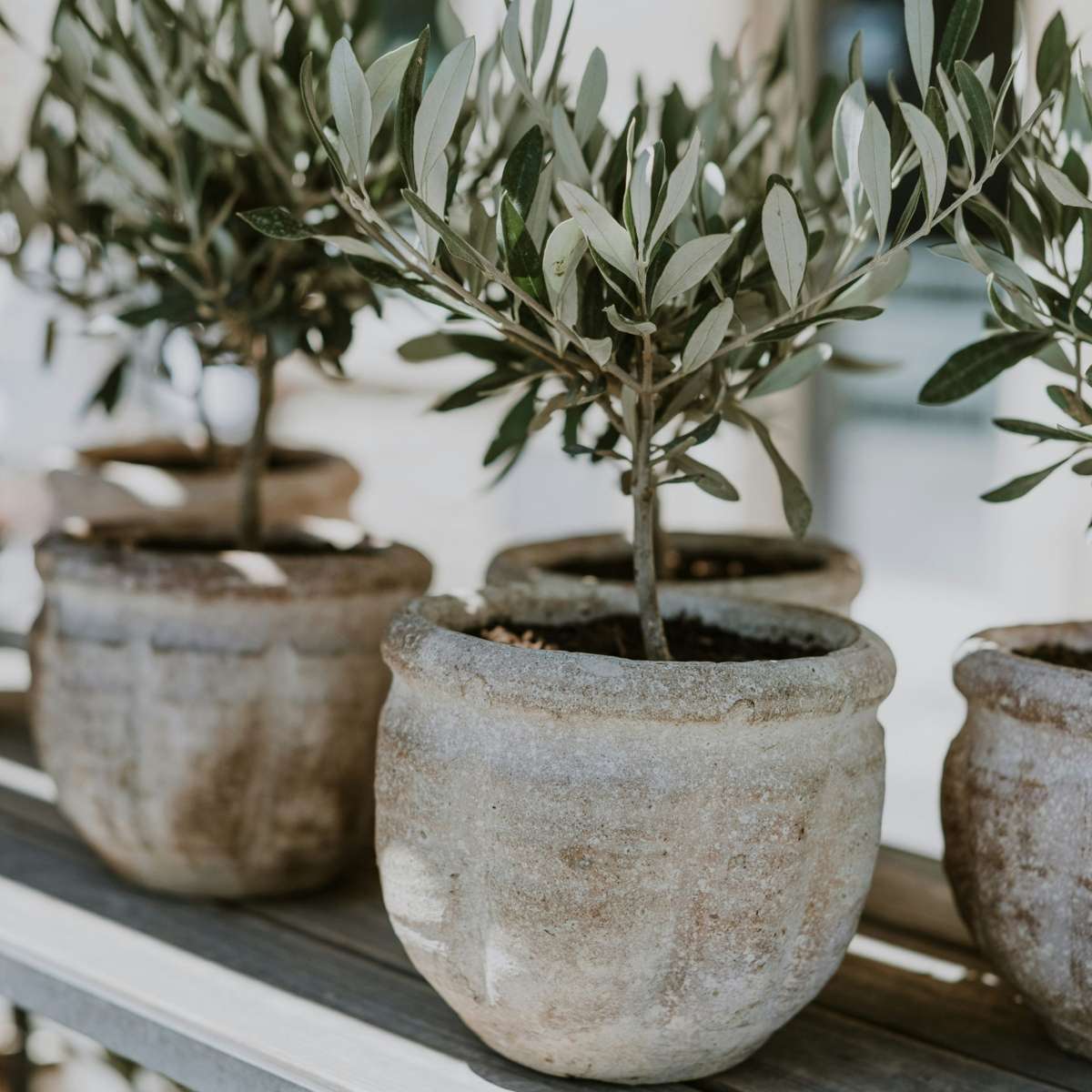 Florastore Common Olive In Scale - Olea Europaea - Height 30-40Cm - ⌀21Cm