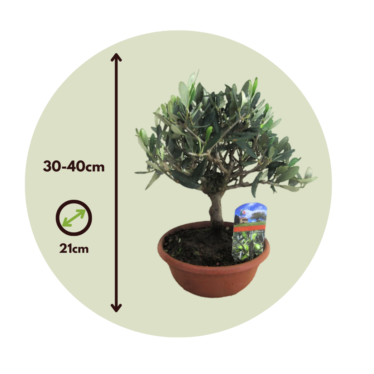 Florastore Common Olive In Scale - Olea Europaea - Height 30-40Cm - ⌀21Cm
