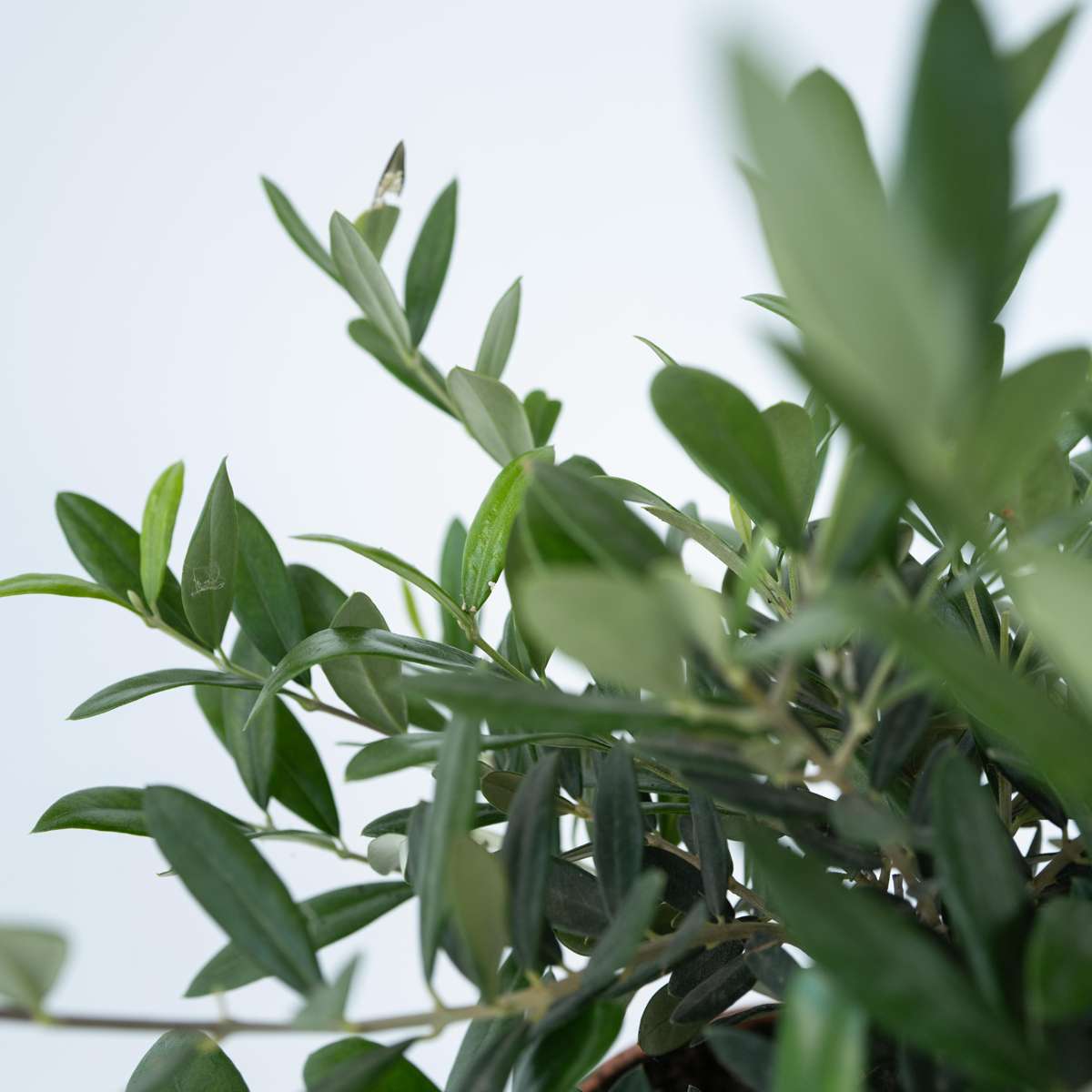 Florastore Common Olive In Scale - Olea Europaea - Height 30-40Cm - ⌀21Cm