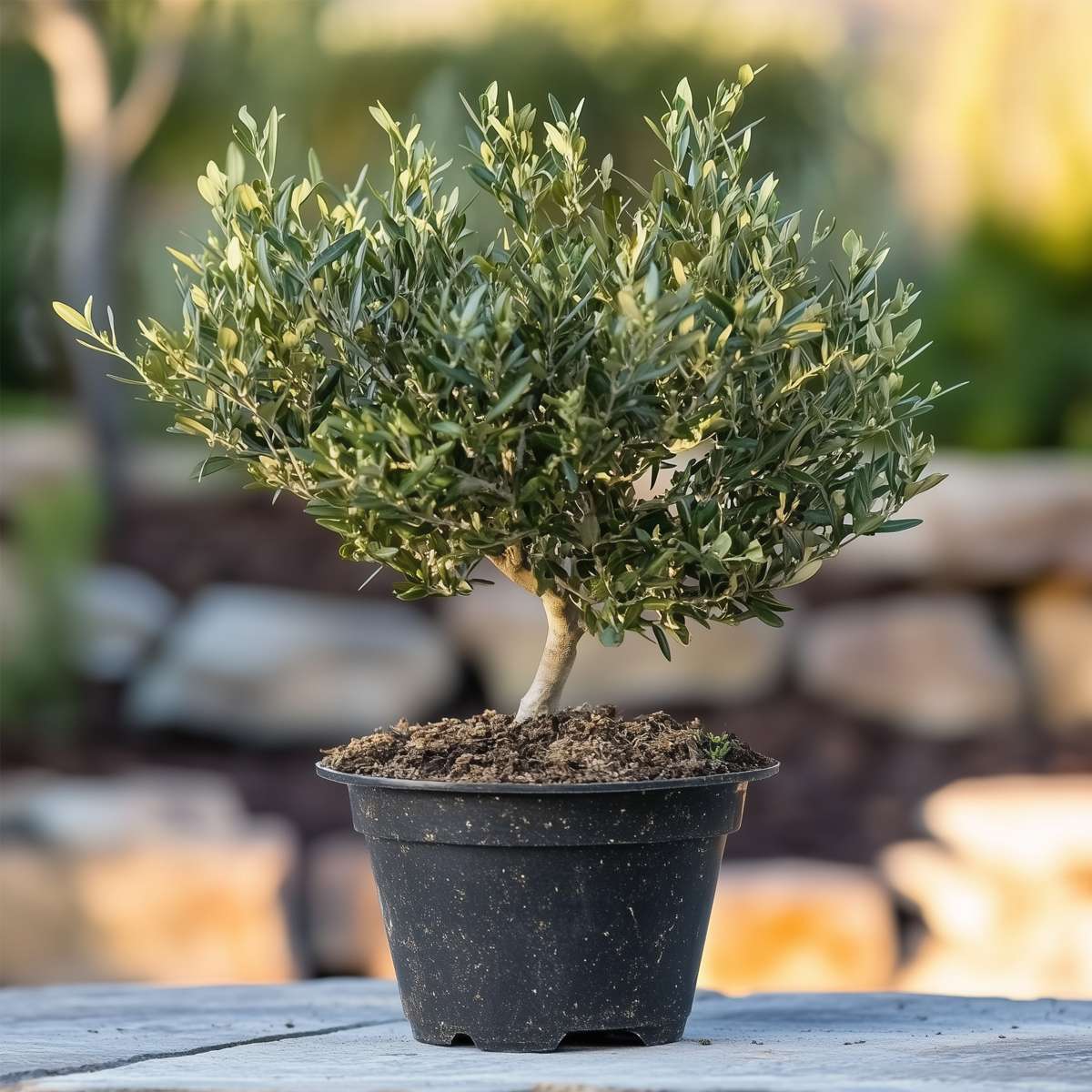Florastore Common Olive In Scale - Olea Europaea - Height 30-40Cm - ⌀21Cm