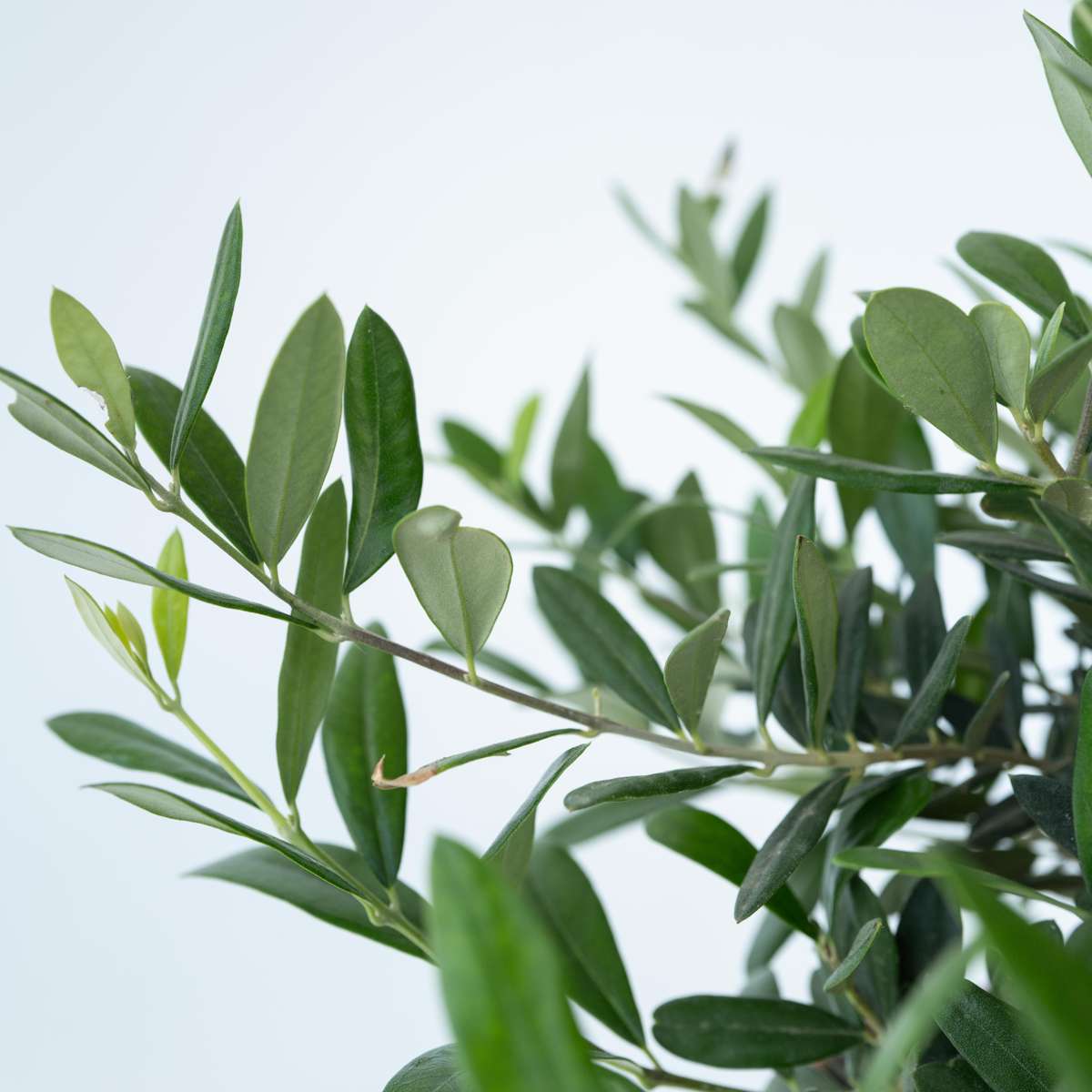 Florastore Common Olive In Scale - Olea Europaea - Height 30-40Cm - ⌀21Cm
