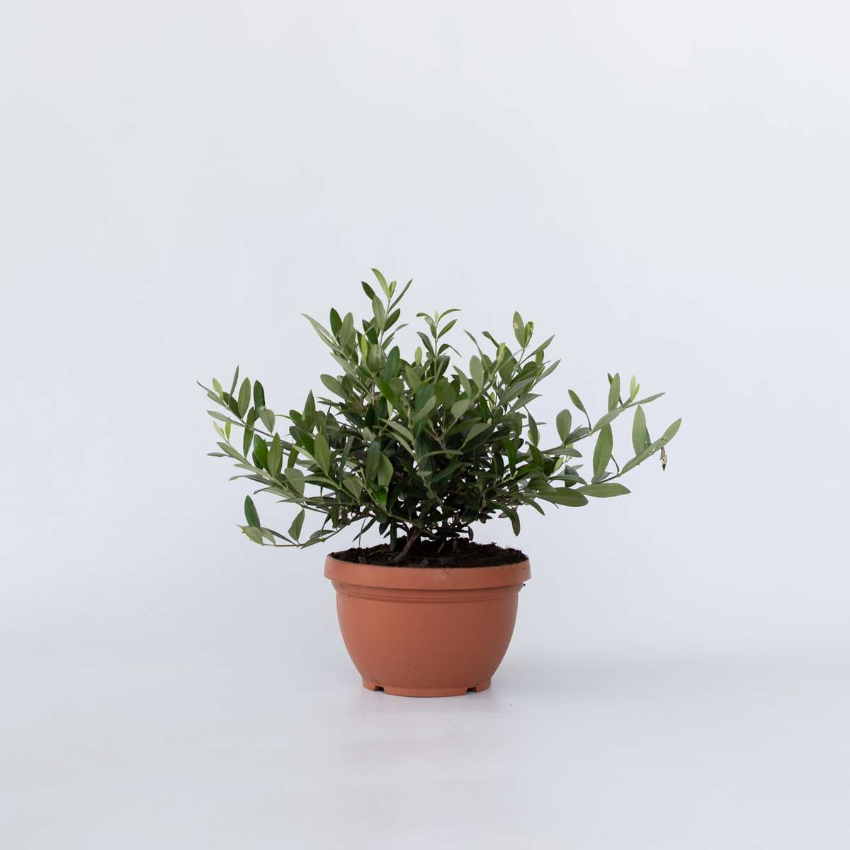 Florastore Common Olive In Scale - Olea Europaea - Height 30-40Cm - ⌀21Cm
