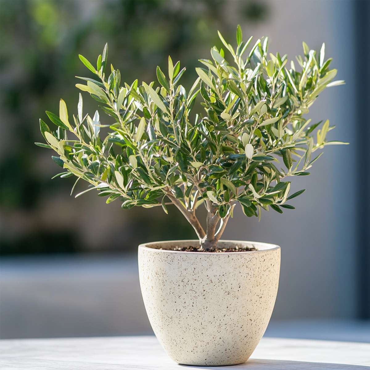 Florastore Common Olive In Scale - Olea Europaea - Height 30-40Cm - ⌀21Cm