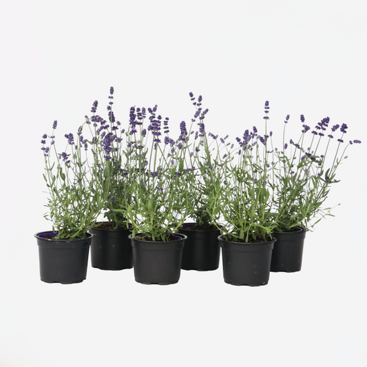 Florastore Lavender - 6 Pcs. - Lavandula Angustifolia - Height 10-15Cm - ⌀10,5Cm