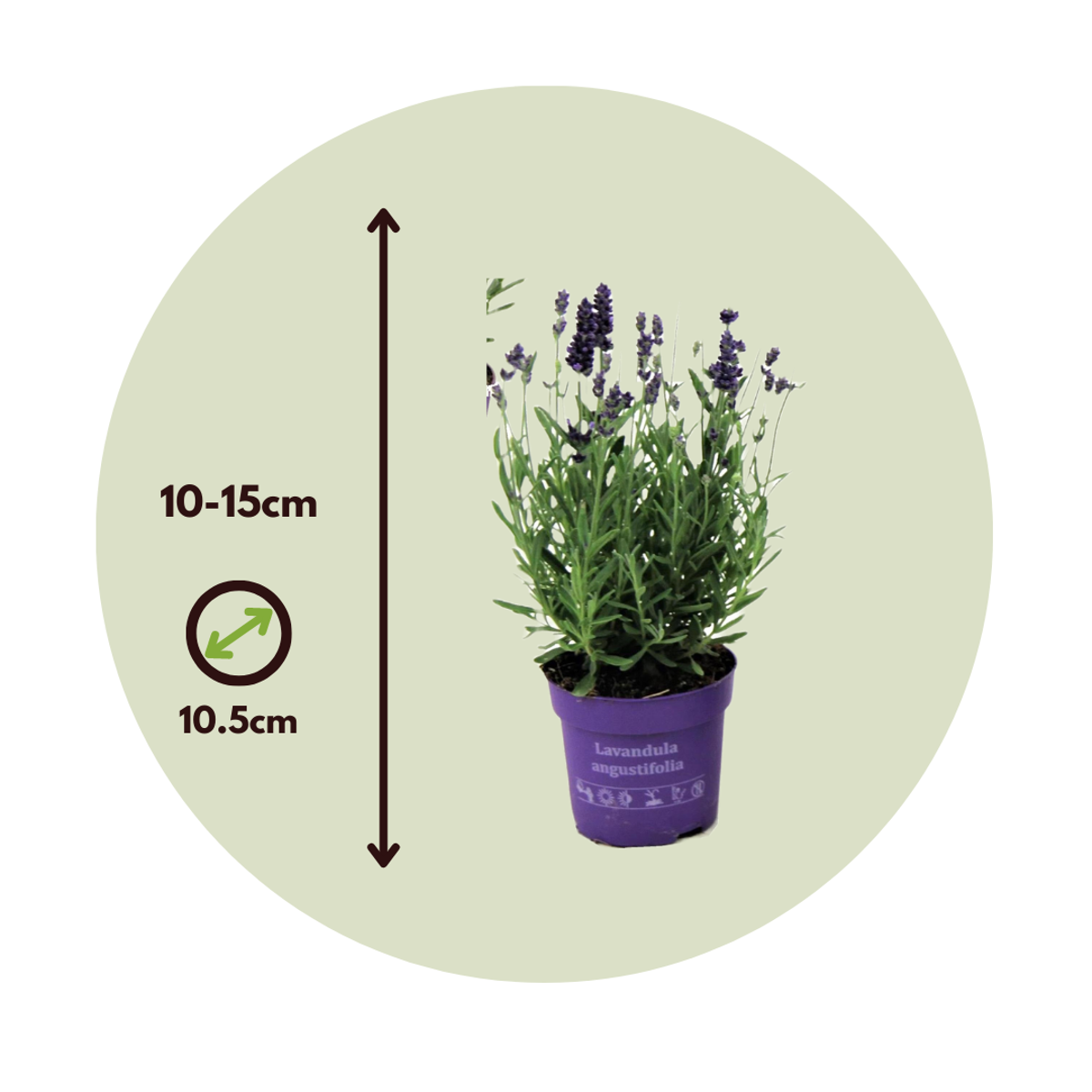 Florastore Lavender - 6 Pcs. - Lavandula Angustifolia - Height 10-15Cm - ⌀10,5Cm