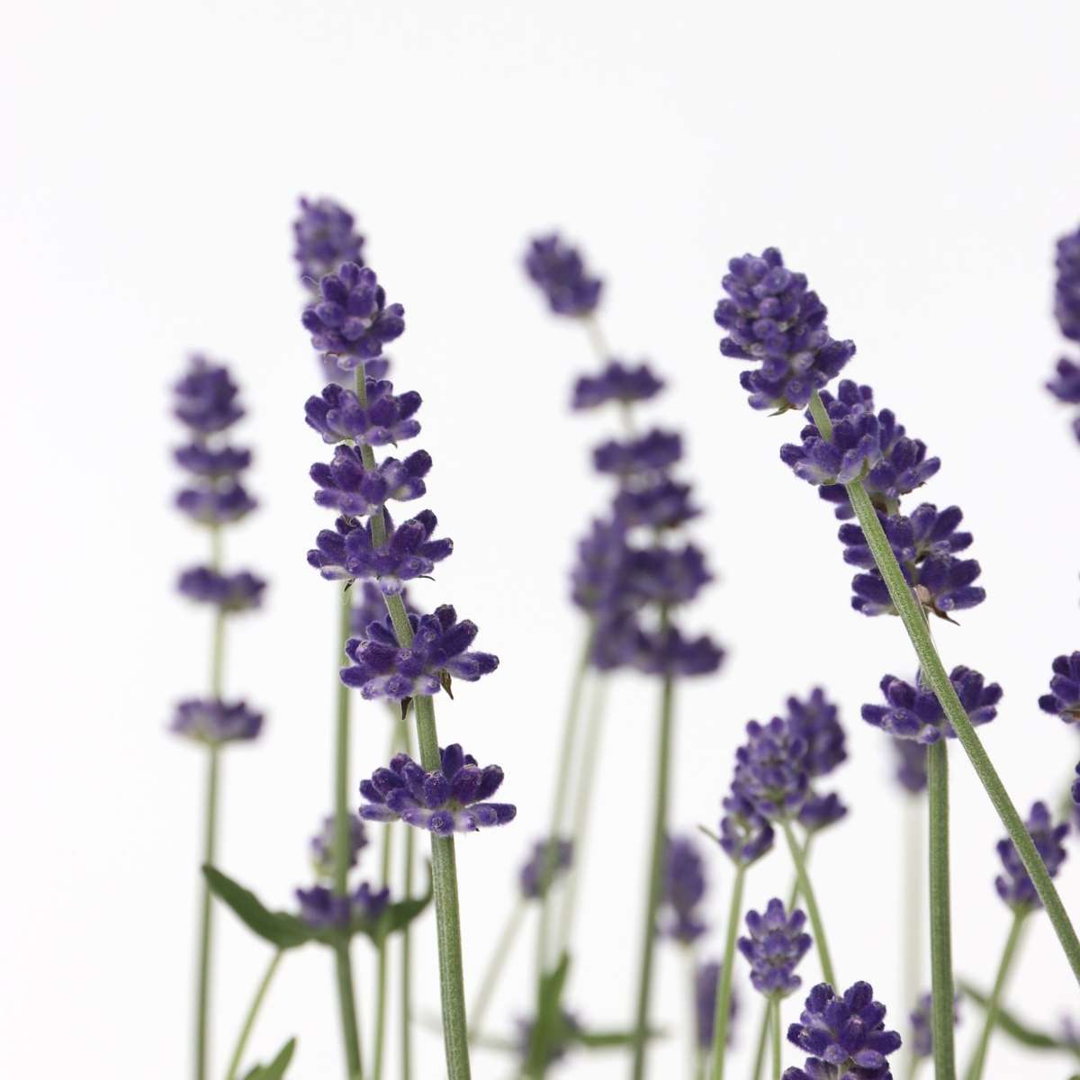 Florastore Lavender - 6 Pcs. - Lavandula Angustifolia - Height 10-15Cm - ⌀10,5Cm
