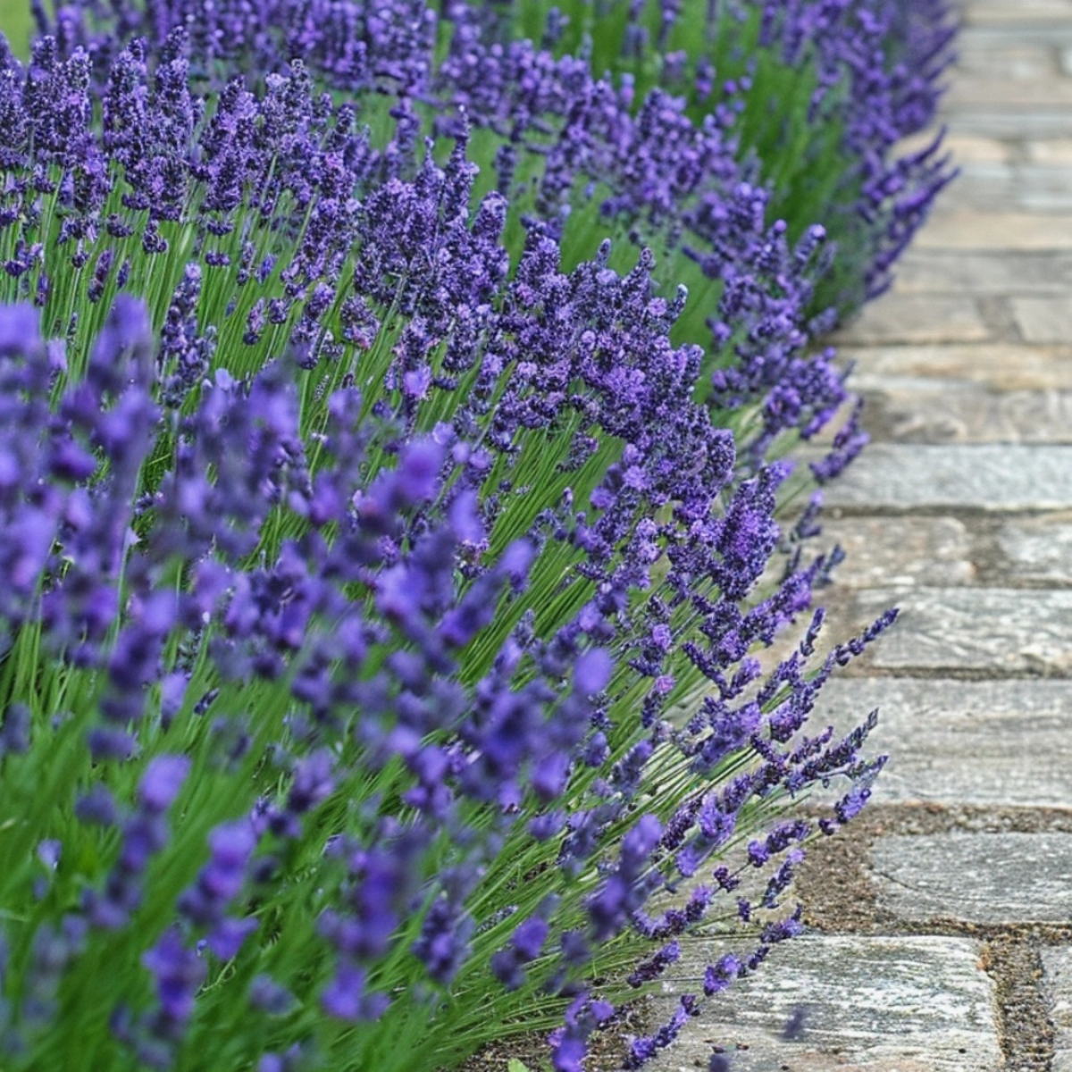 Florastore Lavender - 6 Pcs. - Lavandula Angustifolia - Height 10-15Cm - ⌀10,5Cm