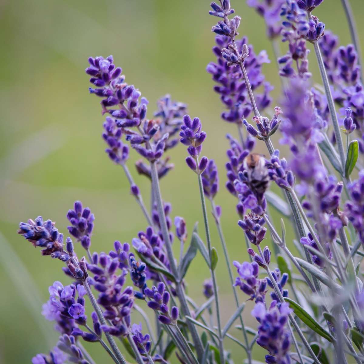 Florastore Lavender - 6 Pcs. - Lavandula Angustifolia - Height 10-15Cm - ⌀10,5Cm
