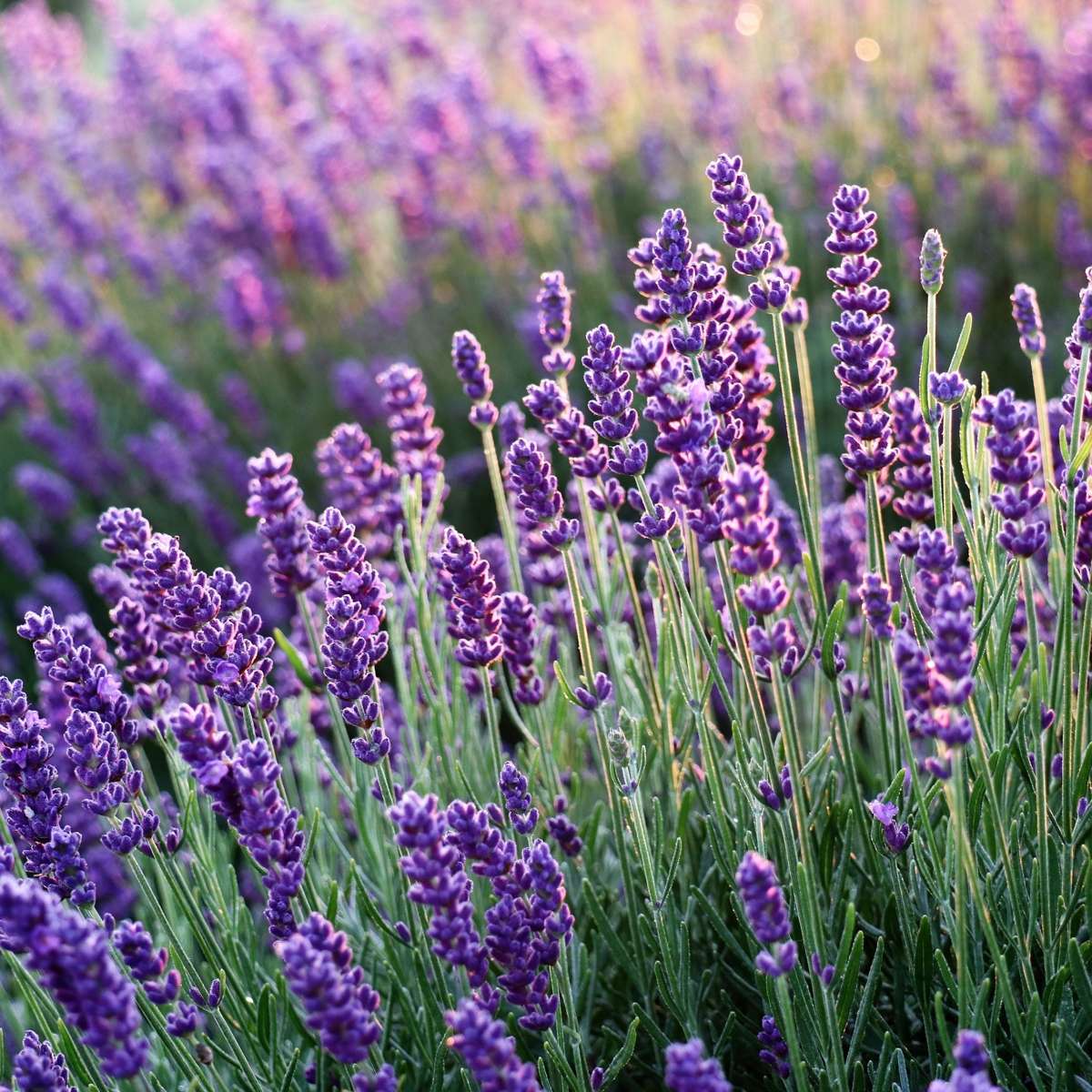 Florastore Lavender - 6 Pcs. - Lavandula Angustifolia - Height 10-15Cm - ⌀10,5Cm