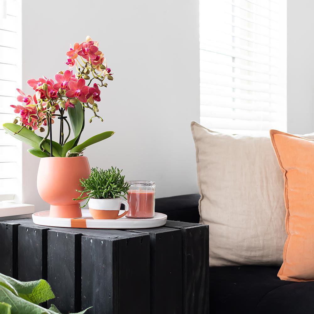 Anro Style rode Phalaenopsis orchidee Congo potmaat Ø9cm