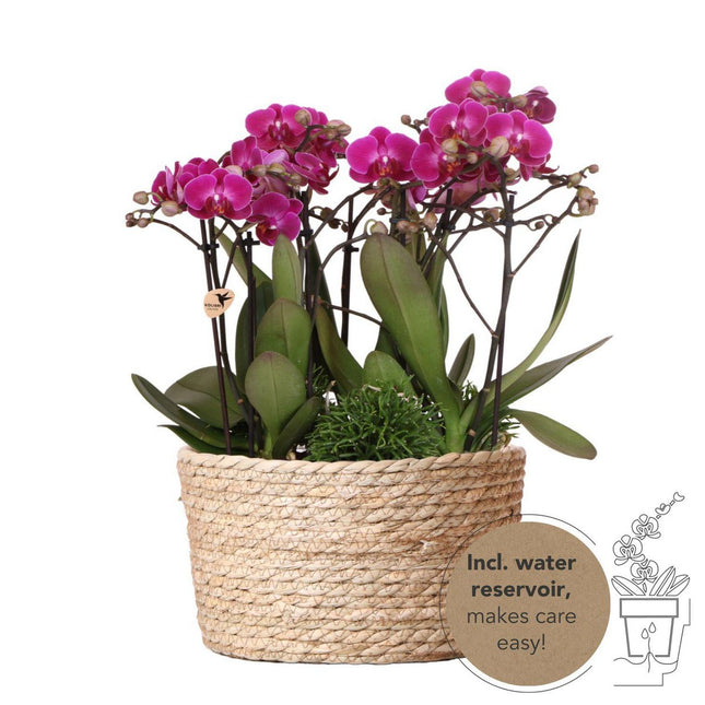 Anro Style paarse plantenset in Reed Basket incl. waterreservoir | drie paarse orchideeën Morelia 9cm en drie groene planten Rhipsalis | Jungle Bouquet paars met zelfvoorzienend waterreservoir