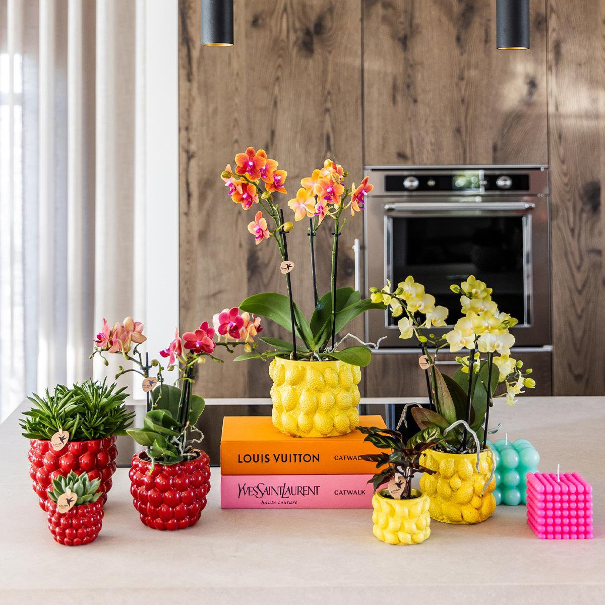 Anro Style gele Phalaenopsis orchidee - Mexico + Citrus sierpot yellow - potmaat Ø9cm | bloeiende kamerplant - vers van de kweker