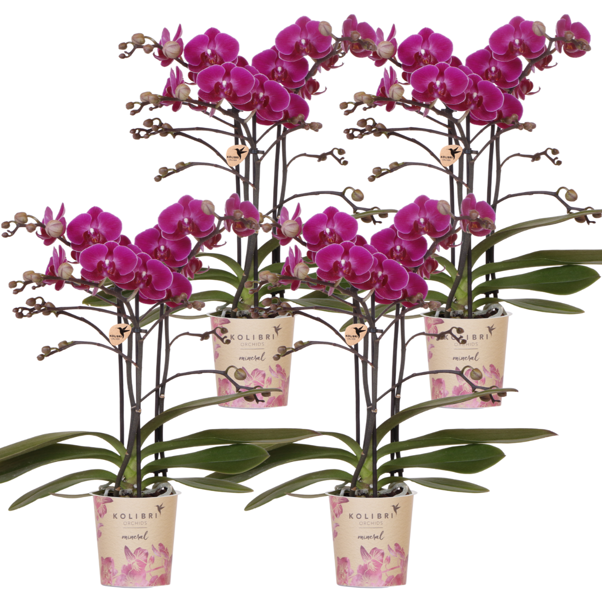 Anro Style COMBI DEAL van 4 paarse phalaenopsis orchideeën - Morelia - potmaat Ø9cm | bloeiende kamerplant - vers van de kweker