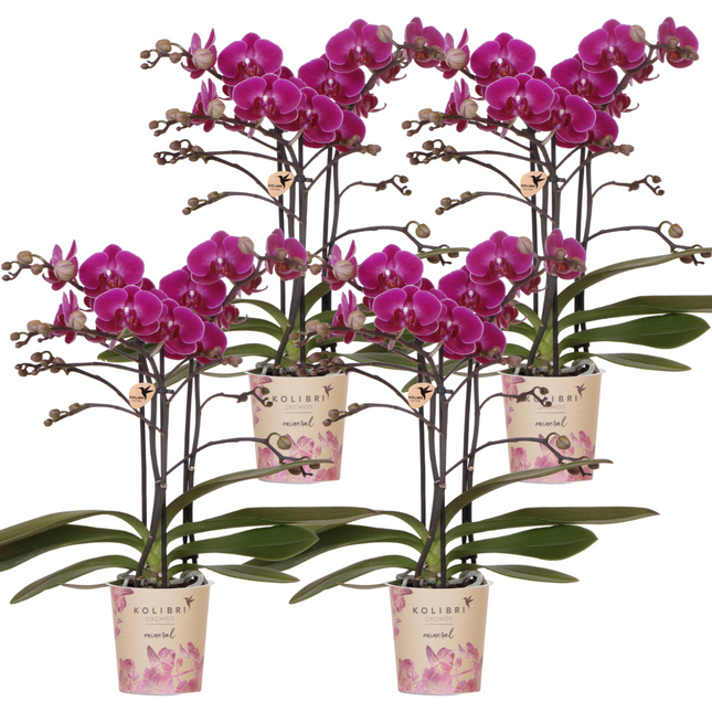 Anro Style COMBI DEAL van 4 paarse phalaenopsis orchideeën - Morelia - potmaat Ø9cm | bloeiende kamerplant - vers van de kweker