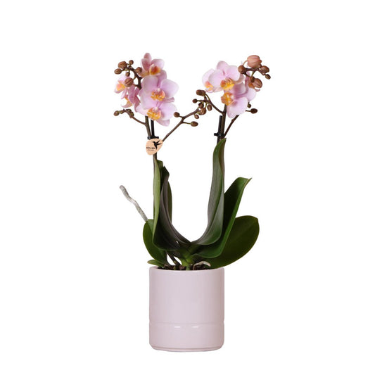 Anro Style Roze phalaenopsis orchidee - Andorra + Pastel pot pink - potmaat Ø9cm | bloeiende kamerplant - vers van de kweker