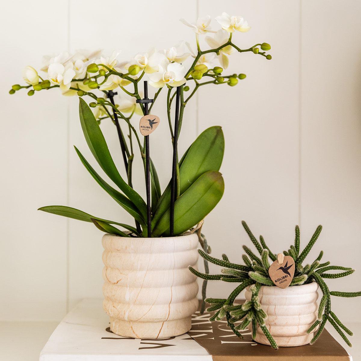 Anro Style Marble pot - Light - Ø6cm