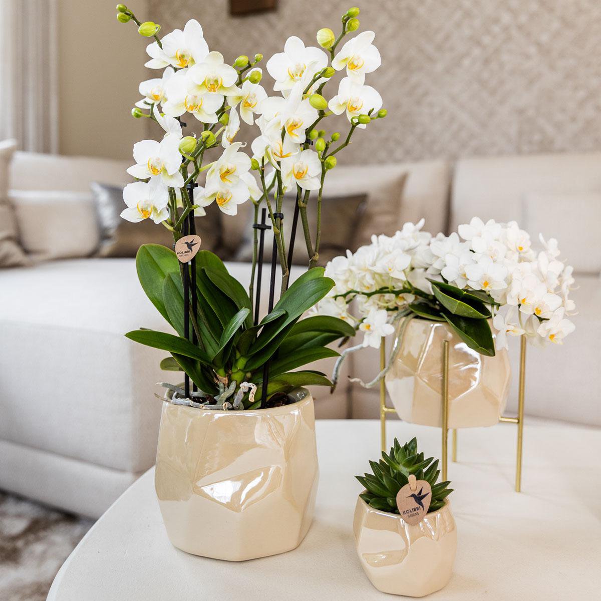 Anro Style Combi deal - Pearl travertine potten