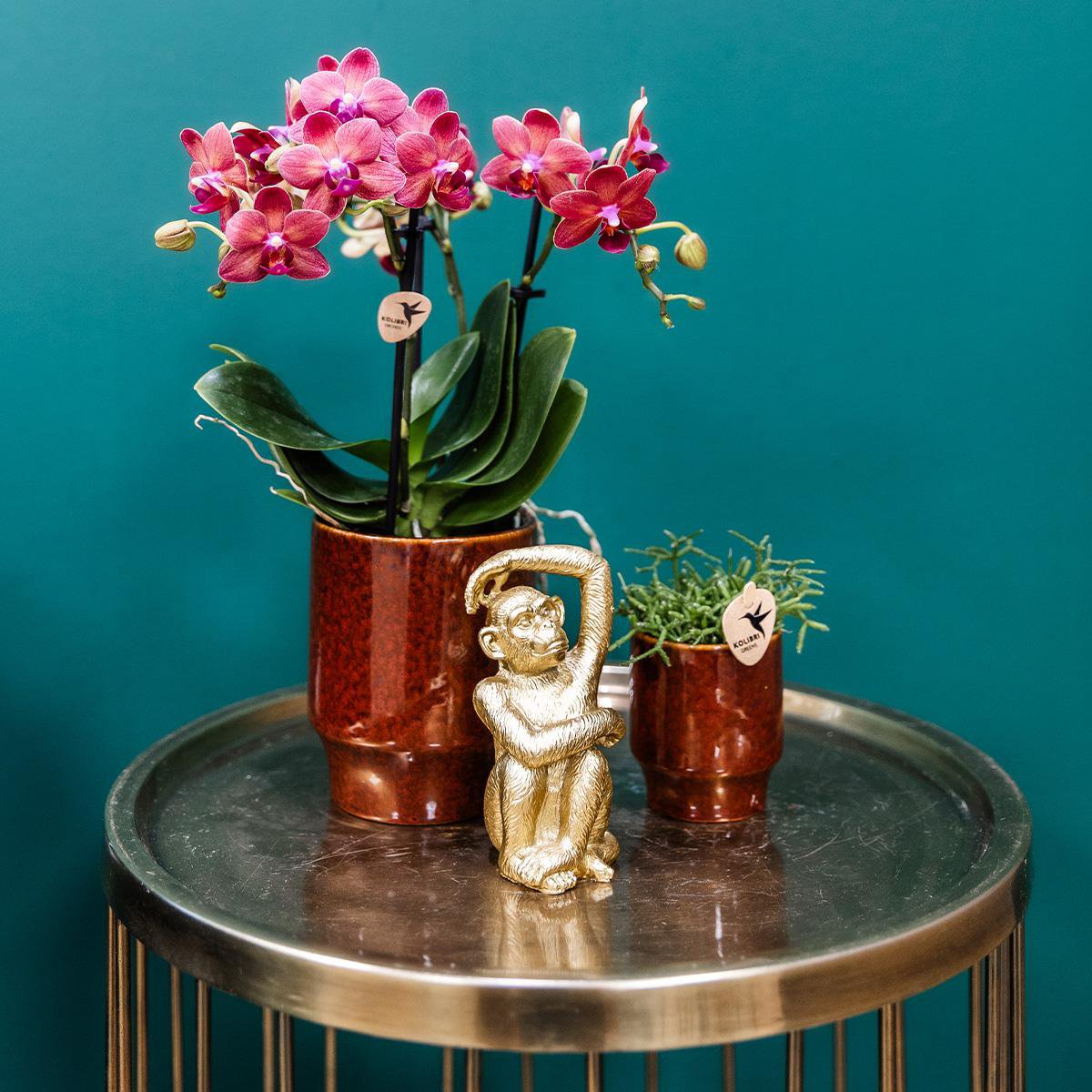 Anro Style rode Phalaenopsis orchidee - Congo + Classy red- potmaat Ø9cm | bloeiende kamerplant - vers van de kweker