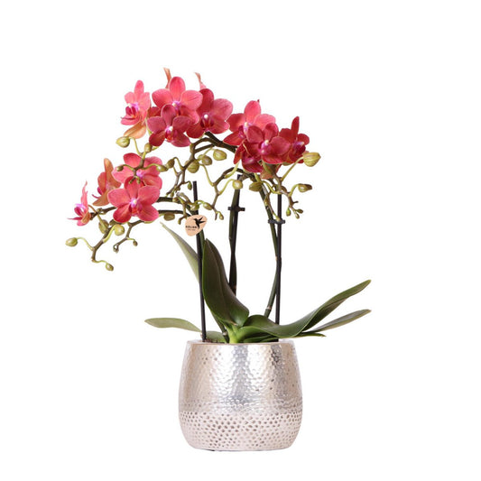 Anro Style rode Phalaenopsis orchidee Congo + Elite pot silver