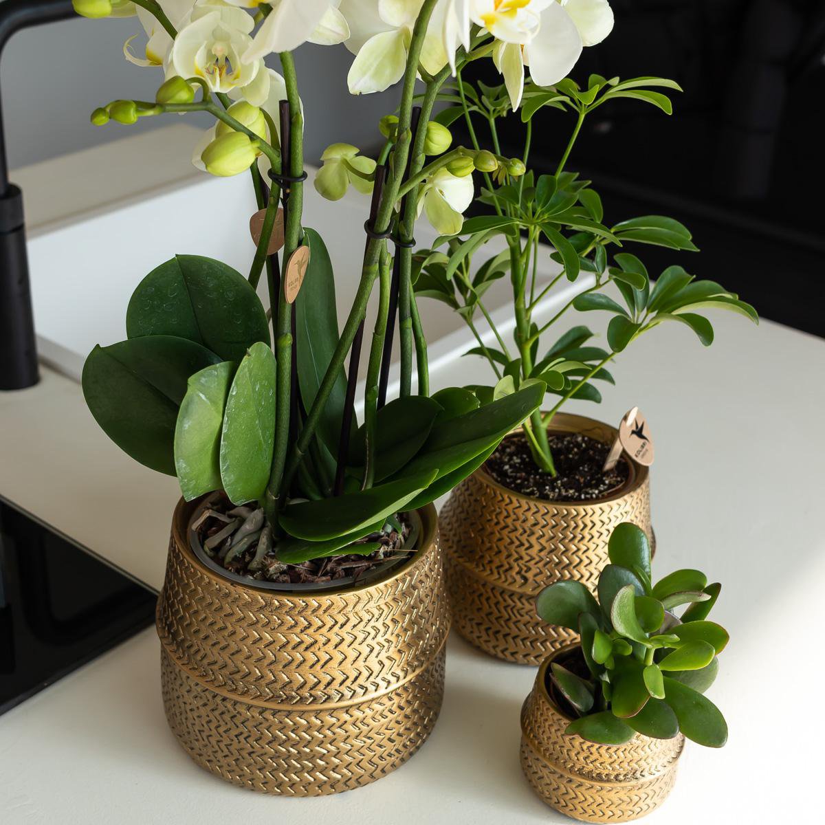 Anro Style Groove bloempot - Gouden keramieken sierpot - potmaat - Ø9cm