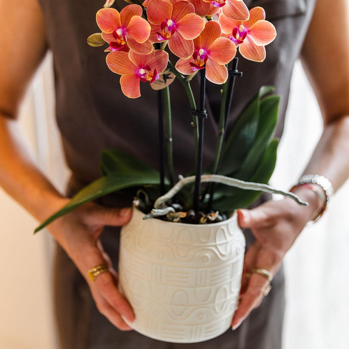 Anro Style Oranje orchidee Bolzano + Hieroglyph sierpot off white - potmaat Ø9cm | bloeiende kamerplant - vers van de kweker