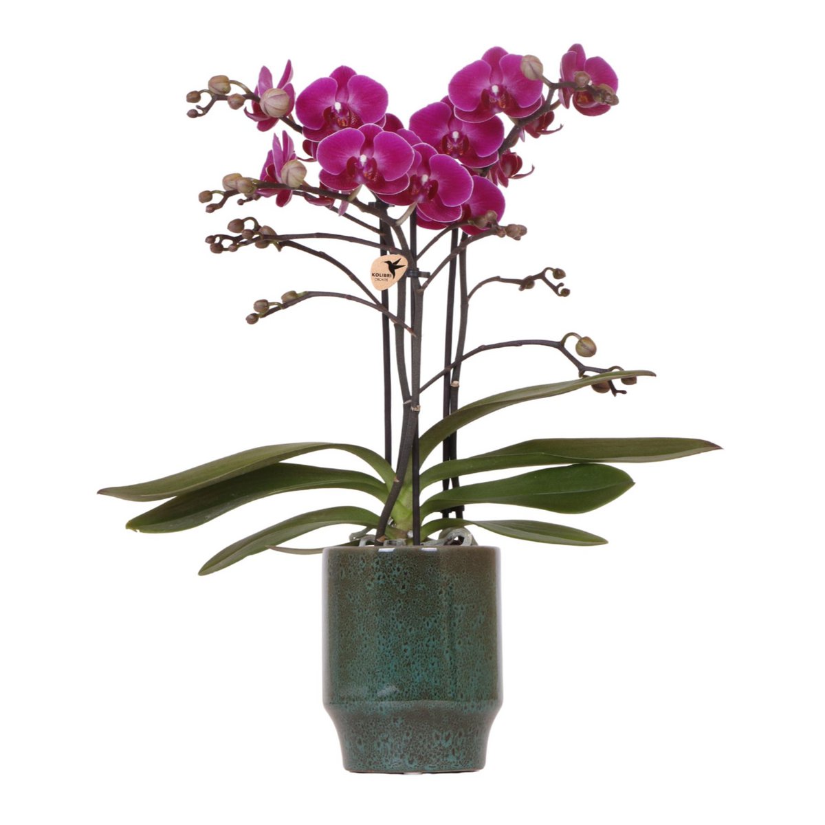 Anro Style Paarse phalaenopsis orchidee - Morelia Classy green- potmaat Ø9cm | bloeiende kamerplant - vers van de kweker