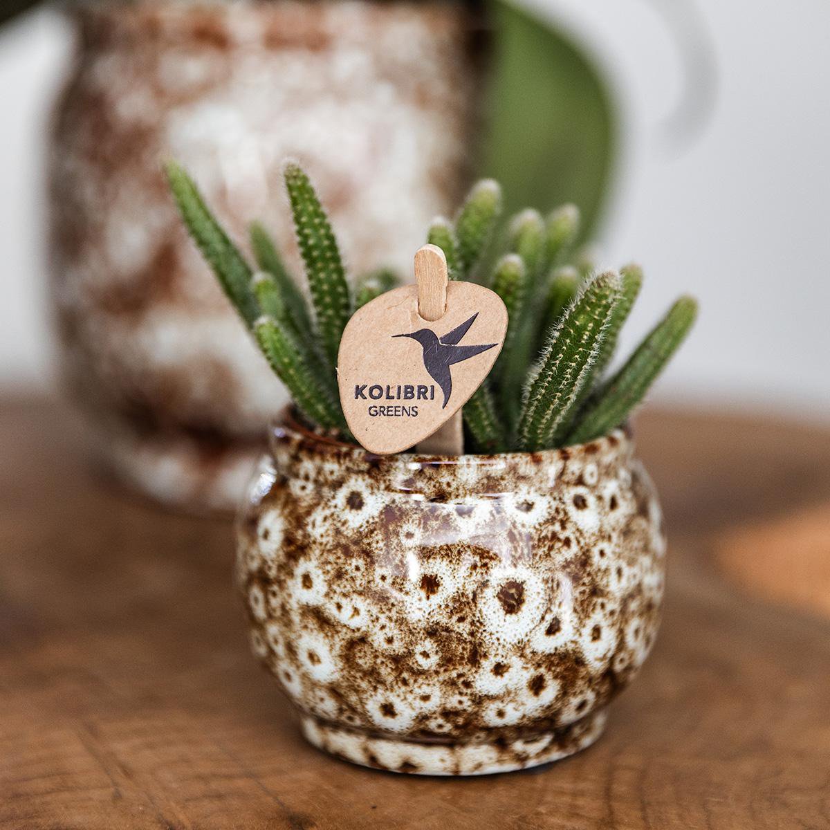 Anro Style Combi deal - Safari potten