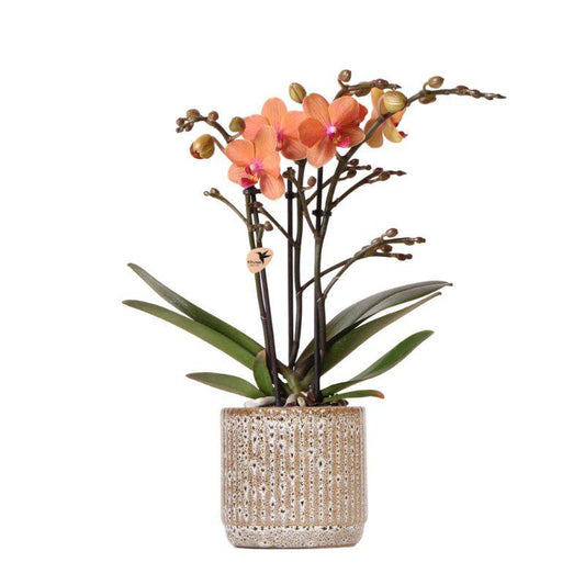 Anro Style Oranje Phalaenopsis orchidee - Mineral Bolzano + Jaguar pot - potmaat Ø9cm | bloeiende kamerplant - vers van de kweker