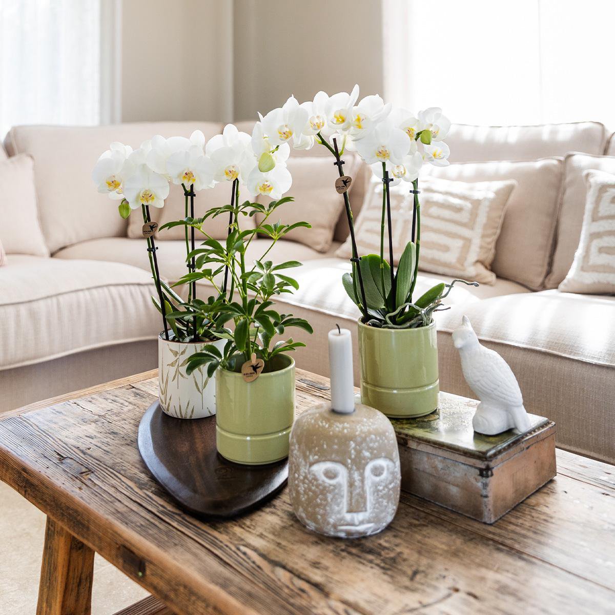 Anro Style witte Phalaenopsis orchidee - Amabilis + Pastel pot green- potmaat Ø9cm | bloeiende kamerplant - vers van de kweker