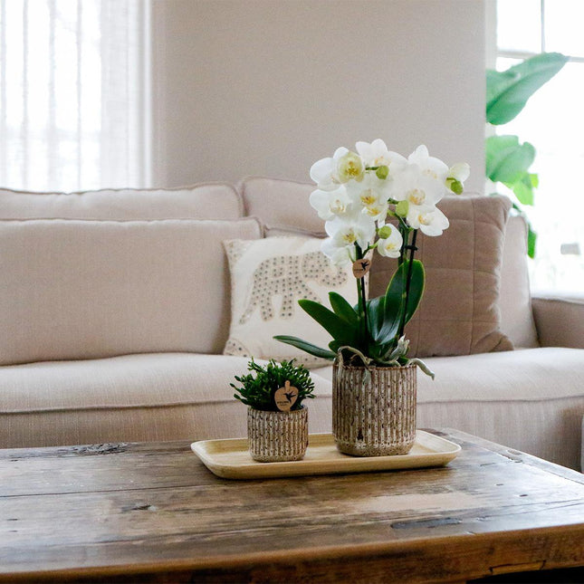 Anro Style Plantenset Untamed Nature small | Groene planten met Phalaenopsis orchidee in Jaguar sierpotten en bamboe dienblad