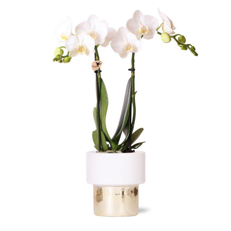 Anro Style witte Phalaenopsis orchidee - Amabilis + Lush pot - potmaat Ø9cm - 35cm hoog | bloeiende kamerplant - vers van de kweker