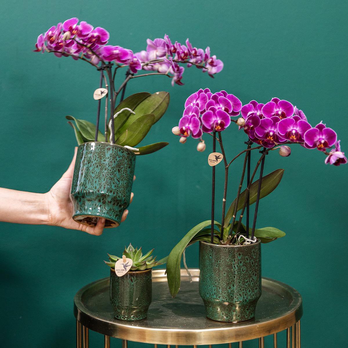 Anro Style Paarse phalaenopsis orchidee - Morelia Classy green- potmaat Ø9cm | bloeiende kamerplant - vers van de kweker