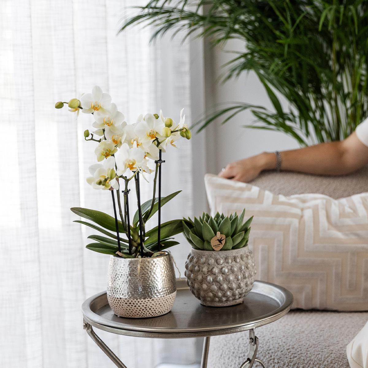 Anro Style Witte Phalaenopsis orchidee - Amabilis + Elite pot silver- potmaat Ø9cm - 35cm hoog vers van de kweker