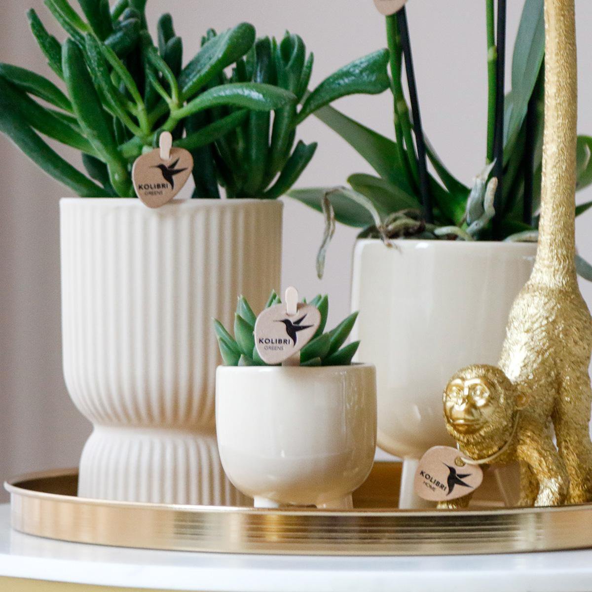 Anro Style Combi deal - Gummy travertine potten