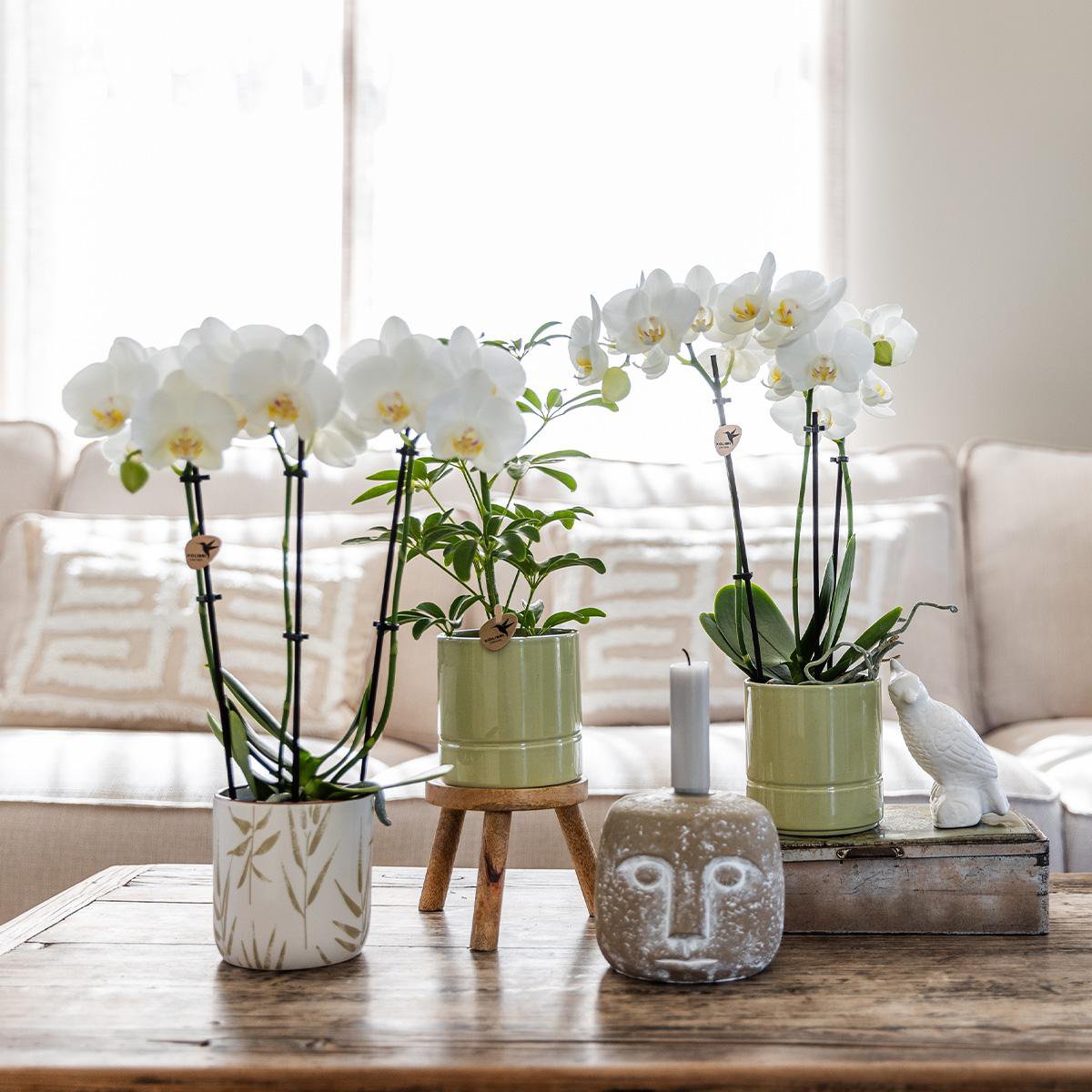 Anro Style witte Phalaenopsis orchidee - Amabilis + Pastel pot green- potmaat Ø9cm | bloeiende kamerplant - vers van de kweker