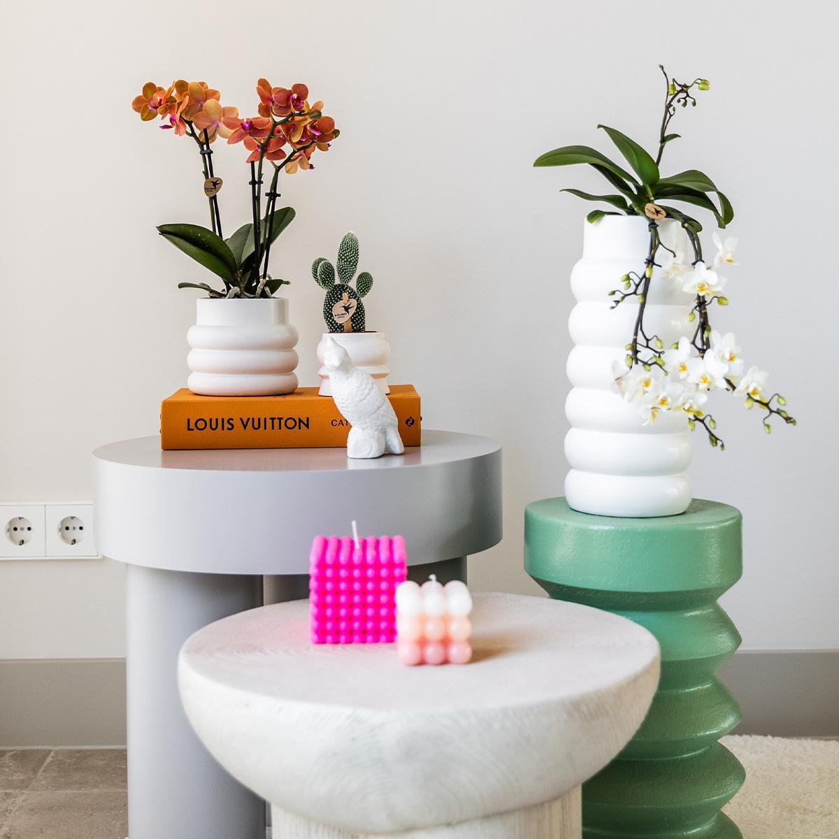 Anro Style Oranje Phalaenopsis orchidee - Mineral Bolzano + Bubble pot white - potmaat Ø9cm | bloeiende kamerplant - vers van de kweker